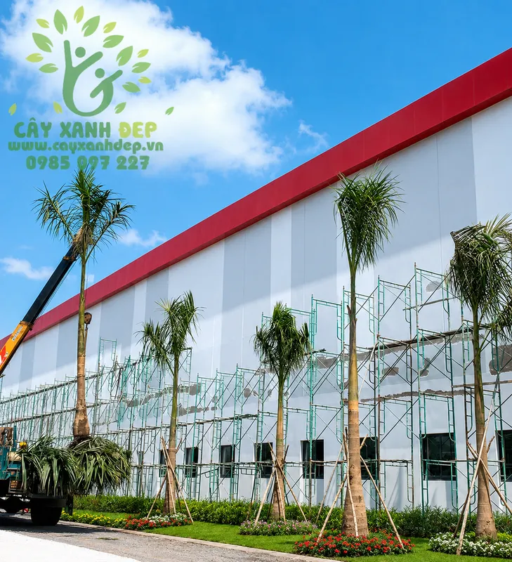Sản phẩm Cty Cay Xanh Dep Trong Cay Cau Vua Khu Cong Nghiep_1781153560 — Công Ty TNHH MTV Cây Xanh Đẹp — MST 1801608779