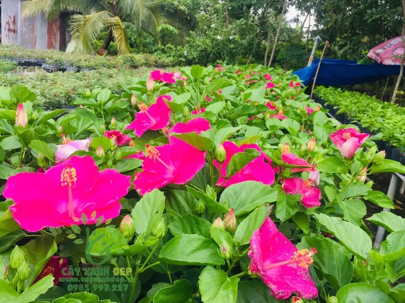Sản phẩm Vườn Ươm Cây Xanh Hoa Cảnh_Nursery Garden_Cty Cây Xanh Đẹp 2_1658401926 — Công Ty TNHH MTV Cây Xanh Đẹp — MST 1801608779