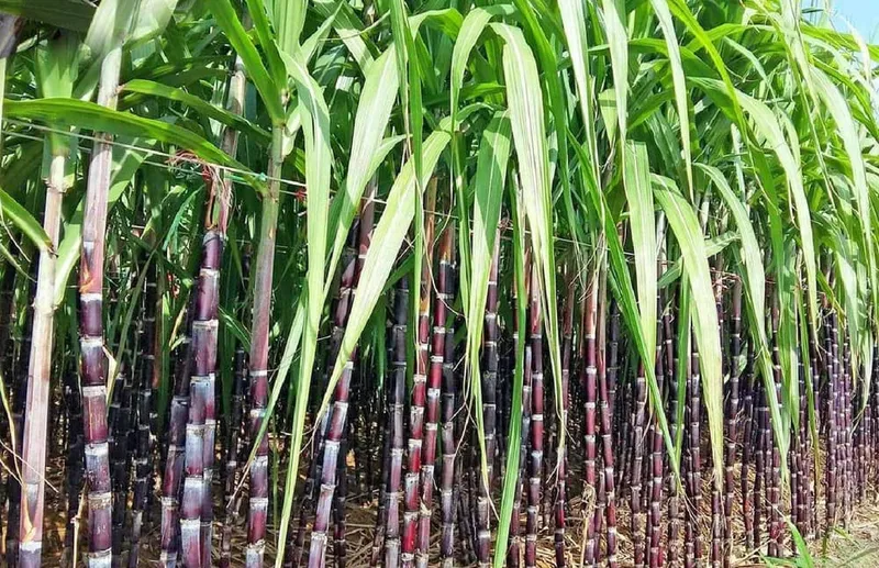 Sản phẩm CAY MIA — Công Ty Cổ Phần Đầu Tư Thương Mại Sản Xuất Mekong Export — MST 1801711494