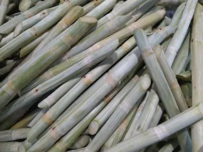 Sản phẩm e0cad85c6a875aeba09d2cde14f45c08 400x300 — Công Ty Cổ Phần Đầu Tư Thương Mại Sản Xuất Mekong Export — MST 1801711494