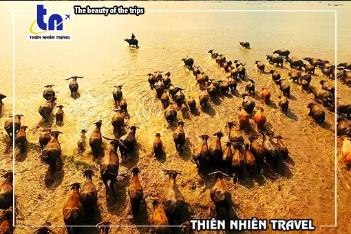 Sản phẩm mua len trau — Công Ty TNHH Thiên Nhiên Travel — MST 1801735897