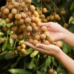 Sản phẩm cach cham soc cay nhan 2 150x150 — Công Ty TNHH Phân Bón Hóa Nông Việt Nhật — MST 2100598958