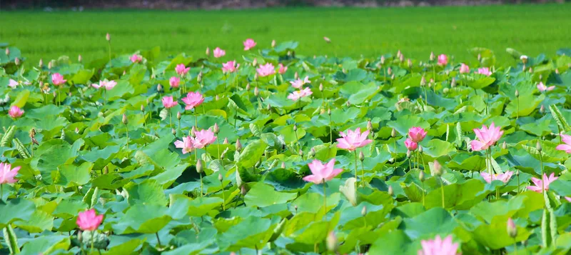 Sản phẩm LOTUS NUT — Công Ty TNHH Chế Biến Thực Phẩm Nấm Xuất Khẩu Tư Thao Sóc Trăng — MST 2200197607