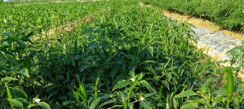 Sản phẩm OT CHI THIEN CHILLI 1 — Công Ty TNHH Chế Biến Thực Phẩm Nấm Xuất Khẩu Tư Thao Sóc Trăng — MST 2200197607