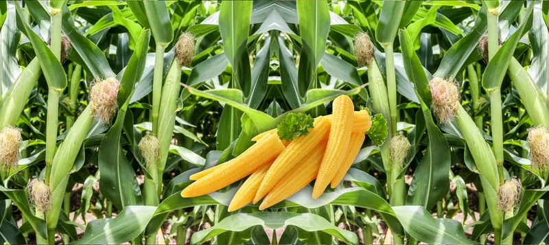 Sản phẩm baby corn — Công Ty TNHH Chế Biến Thực Phẩm Nấm Xuất Khẩu Tư Thao Sóc Trăng — MST 2200197607