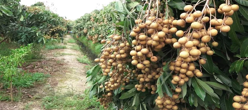 Sản phẩm longan farmer — Công Ty TNHH Chế Biến Thực Phẩm Nấm Xuất Khẩu Tư Thao Sóc Trăng — MST 2200197607