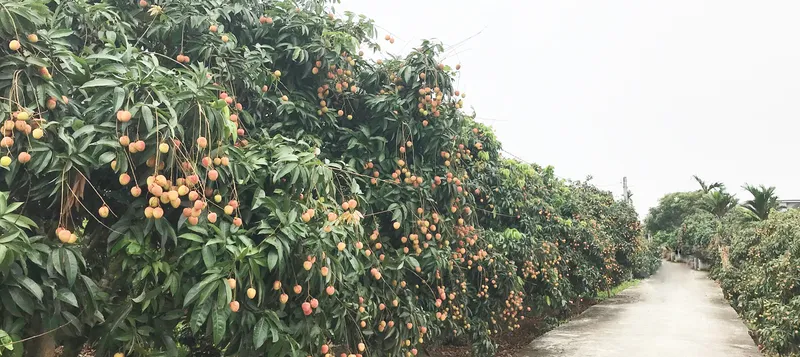 Sản phẩm lychee — Công Ty TNHH Chế Biến Thực Phẩm Nấm Xuất Khẩu Tư Thao Sóc Trăng — MST 2200197607