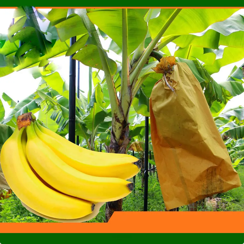 Sản phẩm Deguo Banana growing protection brown kraft paper — Công Ty TNHH Sản Xuất Và Thương Mại Cường Thịnh — MST 2300236232