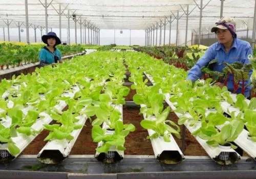 Sản phẩm don hang trong rau trong nha kinh — Công Ty CP Đào Tạo Và Cung ứng Nguồn Nhân Lực Nhân Tài — MST 2300893044