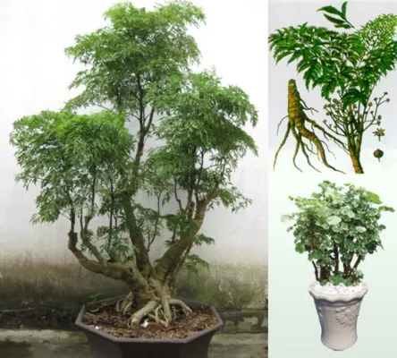 Sản phẩm cay dinh lang lam thuoc 444x400 — Công Ty TNHH Thực Phẩm Trường Sinh Việt Nam — MST 2300940110