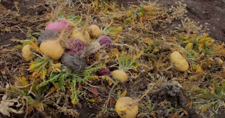 Sản phẩm Maca new harvested 759x400 — Công Ty TNHH Thực Phẩm Trường Sinh Việt Nam — MST 2300940110