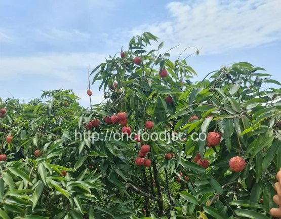 Sản phẩm 506348964_694113346715497_3573105324005469891_n 555x432 — Trái Cây Sấy C&C - Công Ty Cổ Phần Thực Phẩm Quốc Tế C&C — MST 2301206375