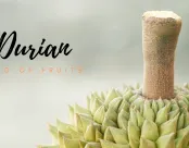 Sản phẩm Durian 174x136 — Trái Cây Sấy C&C - Công Ty Cổ Phần Thực Phẩm Quốc Tế C&C — MST 2301206375