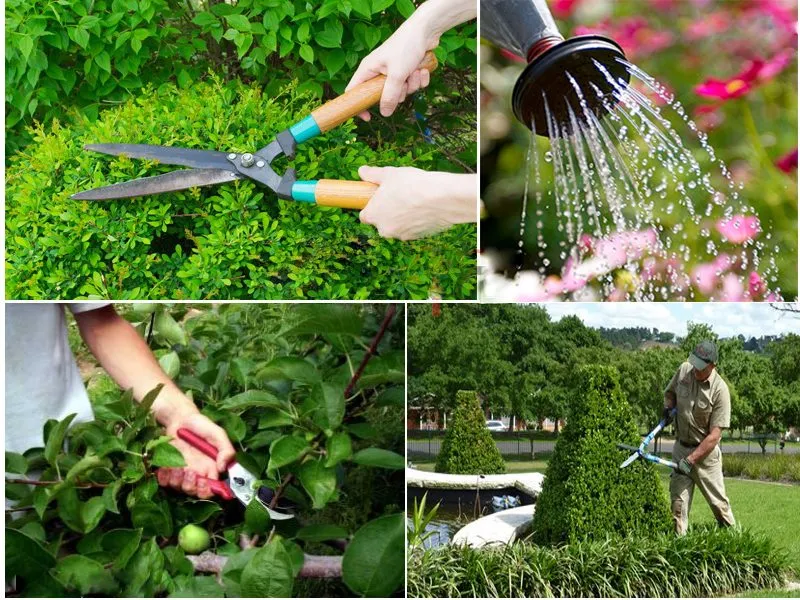 Sản phẩm cham soc cay xanh 1613636034 — Công Ty Cổ Phần AGD Việt Nam — MST 2301235922