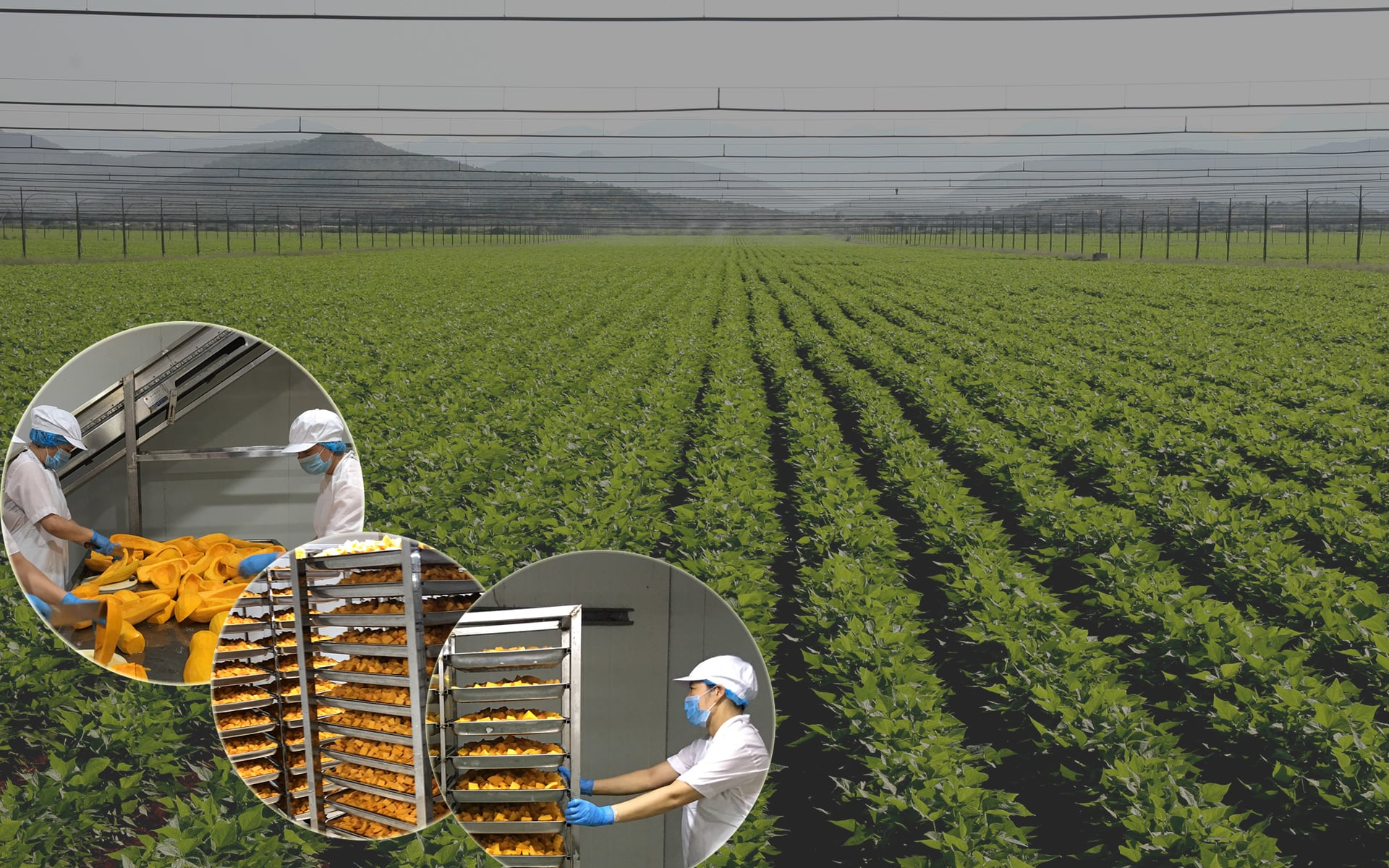 Sản phẩm ms_banner_img1.jpg?v=470 — Công Ty CP Xuất Nhập Khẩu Vifoco — MST 2400397730
