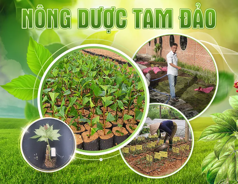 Sản phẩm Intro — Trung Tâm Cây Giống Cây Nguyên Liệu Tam Đảo - Công Ty Cổ Phần Nông Dược Tam Đảo — MST 2500299159