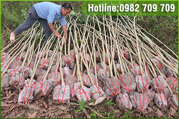 Sản phẩm dv trong cay go lon — Trung Tâm Cây Giống Cây Nguyên Liệu Tam Đảo - Công Ty Cổ Phần Nông Dược Tam Đảo — MST 2500299159