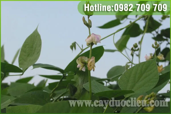 Sản phẩm bach bien dau — Trung Tâm Cây Giống Cây Nguyên Liệu Tam Đảo - Công Ty Cổ Phần Nông Dược Tam Đảo — MST 2500299159
