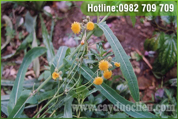 Sản phẩm bo cong anh — Trung Tâm Cây Giống Cây Nguyên Liệu Tam Đảo - Công Ty Cổ Phần Nông Dược Tam Đảo — MST 2500299159