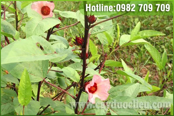 Sản phẩm bup giam — Trung Tâm Cây Giống Cây Nguyên Liệu Tam Đảo - Công Ty Cổ Phần Nông Dược Tam Đảo — MST 2500299159