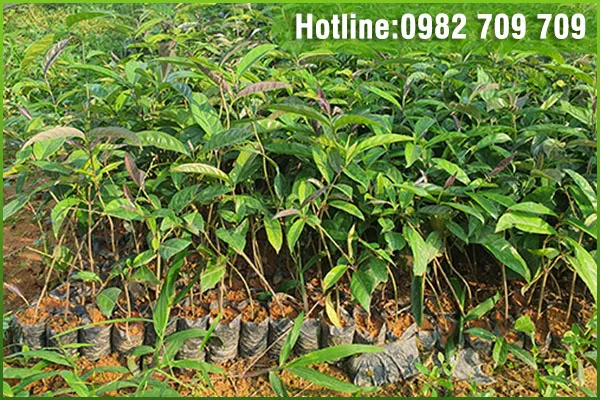 Sản phẩm cay ba kich tim2 — Trung Tâm Cây Giống Cây Nguyên Liệu Tam Đảo - Công Ty Cổ Phần Nông Dược Tam Đảo — MST 2500299159