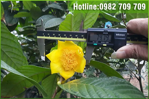 Sản phẩm cay tra hoa vang2 — Trung Tâm Cây Giống Cây Nguyên Liệu Tam Đảo - Công Ty Cổ Phần Nông Dược Tam Đảo — MST 2500299159