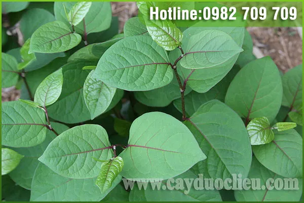 Sản phẩm day bo cot chi — Trung Tâm Cây Giống Cây Nguyên Liệu Tam Đảo - Công Ty Cổ Phần Nông Dược Tam Đảo — MST 2500299159