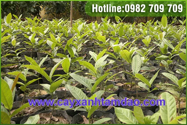 Sản phẩm giong cay hai duong tam dao — Trung Tâm Cây Giống Cây Nguyên Liệu Tam Đảo - Công Ty Cổ Phần Nông Dược Tam Đảo — MST 2500299159
