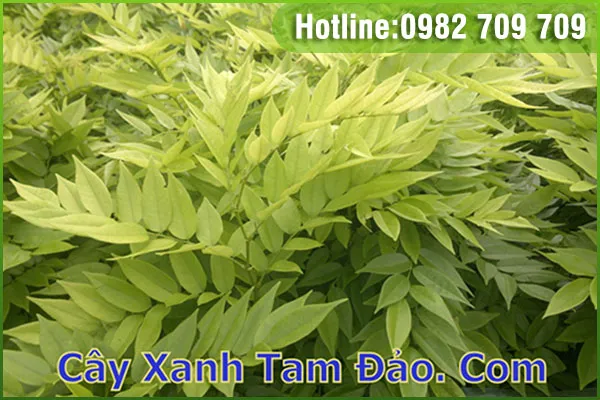 Sản phẩm giong cay sua do — Trung Tâm Cây Giống Cây Nguyên Liệu Tam Đảo - Công Ty Cổ Phần Nông Dược Tam Đảo — MST 2500299159