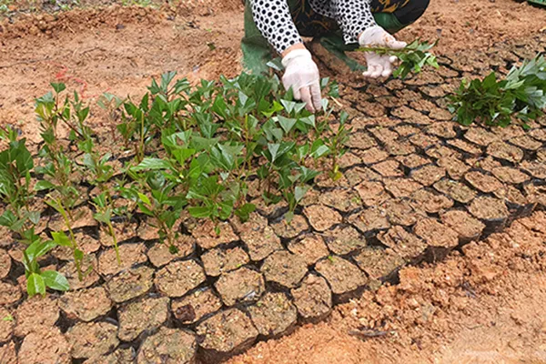 Sản phẩm vuon giong — Trung Tâm Cây Giống Cây Nguyên Liệu Tam Đảo - Công Ty Cổ Phần Nông Dược Tam Đảo — MST 2500299159