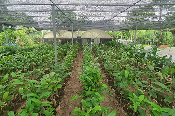 Sản phẩm vuon giong3 — Trung Tâm Cây Giống Cây Nguyên Liệu Tam Đảo - Công Ty Cổ Phần Nông Dược Tam Đảo — MST 2500299159