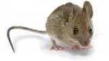 Sản phẩm mouse pest control0 1545705014 — Công Ty Cổ Phần Thương Mại Và Dịch Vụ Quốc Tế — MST 2500425276