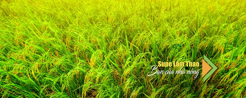 Sản phẩm WWW Supe LT 6 — Công Ty Cổ Phần Supe Phốt Phát Và Hóa Chất Lâm Thao — MST 2600108471