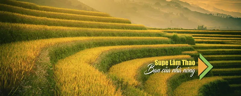 Sản phẩm WWW Supe LT4 — Công Ty Cổ Phần Supe Phốt Phát Và Hóa Chất Lâm Thao — MST 2600108471