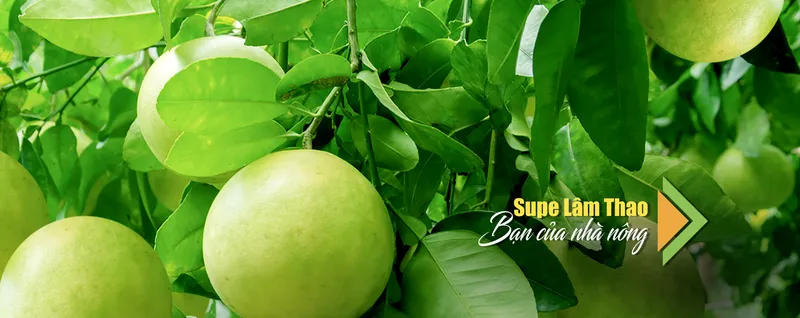 Sản phẩm WWW Supe LT5 — Công Ty Cổ Phần Supe Phốt Phát Và Hóa Chất Lâm Thao — MST 2600108471