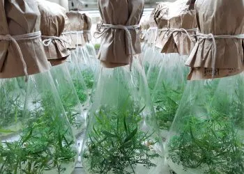 Sản phẩm Binh_giong_goc_02 350x250 — Tổng Công Ty Giấy Việt Nam — MST 2600357502