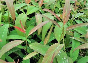 Sản phẩm Cay_con_03 350x250 — Tổng Công Ty Giấy Việt Nam — MST 2600357502