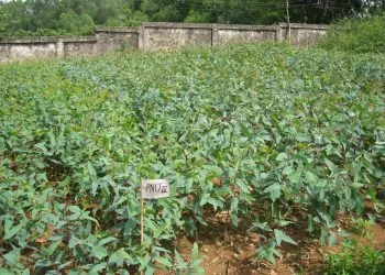 Sản phẩm Cay_dau_dong_01 350x250 — Tổng Công Ty Giấy Việt Nam — MST 2600357502