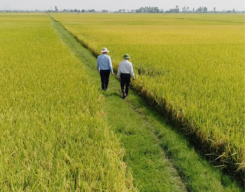 Sản phẩm linh vuc — Công Ty Cổ Phần Giống - Vật Tư Nông Nghiệp Công Nghệ Cao Việt Nam — MST 2600741451