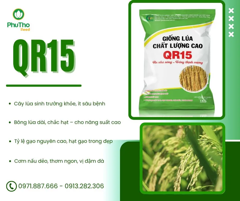 Sản phẩm QR15 1 — Công Ty Cổ Phần Giống - Vật Tư Nông Nghiệp Công Nghệ Cao Việt Nam — MST 2600741451