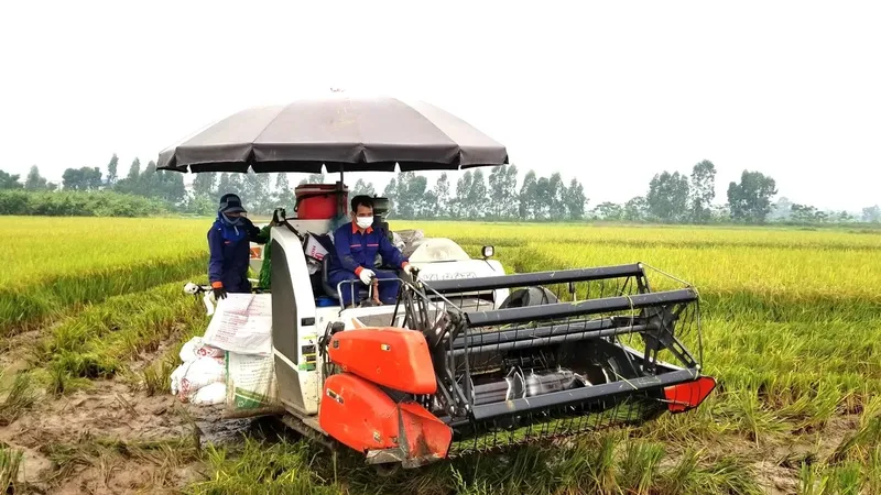 Sản phẩm 20210922_091110 112040_196 054209 — Công Ty Cổ Phần Giống - Vật Tư Nông Nghiệp Công Nghệ Cao Việt Nam — MST 2600741451
