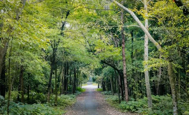 Sản phẩm forestry — Công Ty TNHH Savi — MST 2700546616