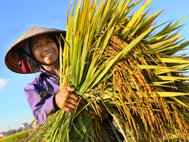 Sản phẩm ttxvn_qua_jpg — Công Ty Cổ Phần Công Nông Nghiệp Tiến Nông — MST 2800142141