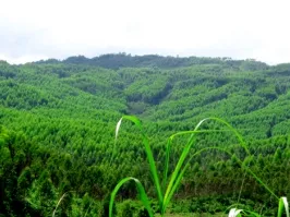 Văn phòng Ván INNOVGREEN - Công Ty TNHH INNOVGREEN Thanh Hóa #995 — MST 2800857164