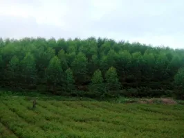 Văn phòng Ván INNOVGREEN - Công Ty TNHH INNOVGREEN Thanh Hóa #4 — MST 2800857164