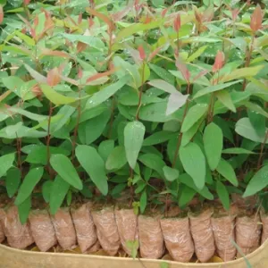 Sản phẩm field so0l4rqfnt69f0s 419 ban cay giong — Ván INNOVGREEN - Công Ty TNHH INNOVGREEN Thanh Hóa — MST 2800857164