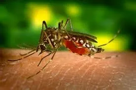Sản phẩm news_48 — Trừ Mối An Bình - Công Ty TNHH Phòng Trừ Mối & Côn Trùng Gây Hại An Bình — MST 2801673829