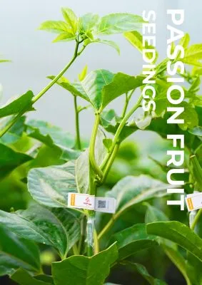 Sản phẩm Cover web_giong 283x400 — Công Ty CP Nafoods Group — MST 2900326375