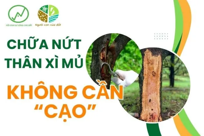 Sản phẩm chua nut than xi mu khong can cao 1 — Công Ty TNHH Công Nghệ Sinh Học WAO — MST 3002131116