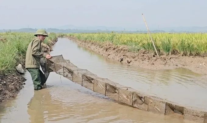 Sản phẩm 6650tom ca — Công Ty Cổ Phần Tổng Công Ty Sông Gianh — MST 3100126555